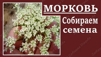 Какая почва, такая и морковь! Выбираем идеальный сорт моркови для своего  участка