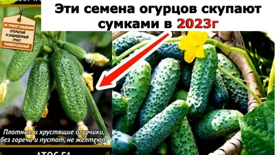 Ранние сорта огурцов|Вінниця.інфо