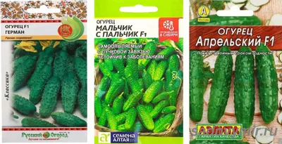 Шесть вкуснейших сортов огурцов для нового сезона