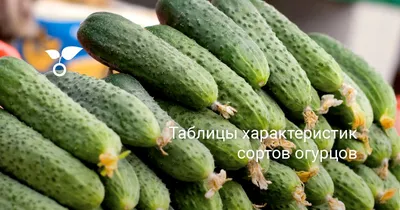 Сорта огурцов для засолки и салатов | Полезные статьи на блоге Беккер