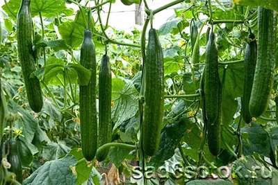 Лучшие сорта огурцов: сорта огурцов для Беларуси для теплицы и открытого  грунта с описанием