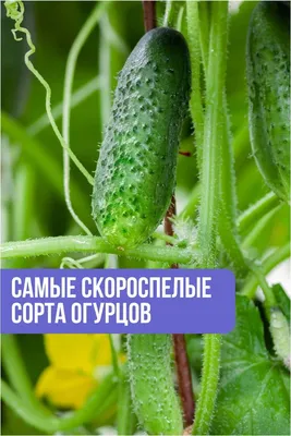 Белый ангел, Домовенок и Лорд: названы лучшие сорта огурцов для посадки в  2023 году