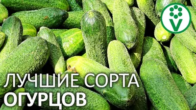 5 лучших сортов огурцов для открытого грунта и теплиц — Разное