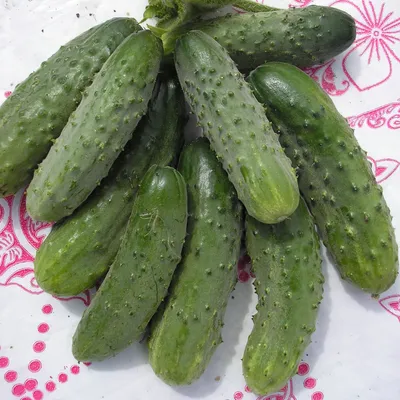 САМЫЕ ВКУСНЫЕ И ХРУСТЯЩИЕ В ЗАСОЛКЕ СОРТА ОГУРЦОВ | Дача-удача | Дзен