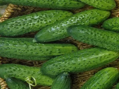 Какие огурцы подходят для открытого грунта - вкусные сорта огурцов - Главред