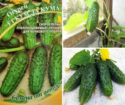 Семена Огурец Углич 10шт Гавриш из каталога Семена Огурцов