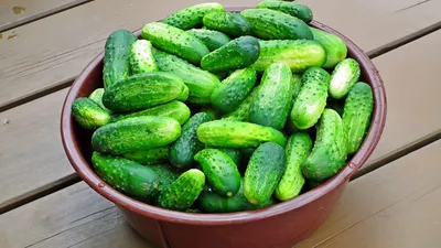 Какой сорт огурцов самый урожайный - Agro-Market24