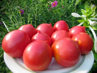 Сорта томатов для теплицы: как выбрать наилучший