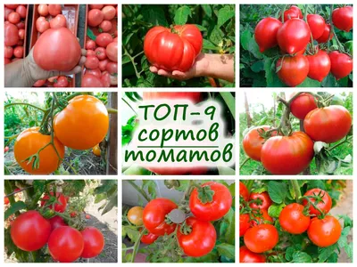 ТОП-9 сортов томатов для сока и салатов, как для теплицы, так и для  открытого грунта! | Флористикс Инфо | Дзен