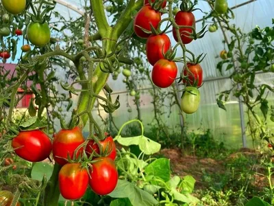 Как выбрать сорта томатов для теплицы и открытого грунта: пошаговая  инструкция | Чудогрядка.рф | Дзен