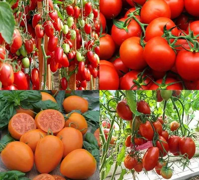 сорта помидор для теплицы | Помидоры, Выращивание помидоров, Выращивание  овощей