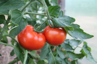 Урожайные томаты для теплицы | PRO ОГОРОД | Дзен