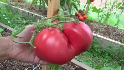 Сорта томатов для теплицы. Сайт \"Садовый мир\" - YouTube