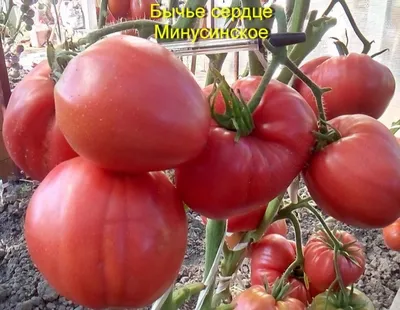 Самые урожайные сорта томатов для теплицы | tomatland.ru