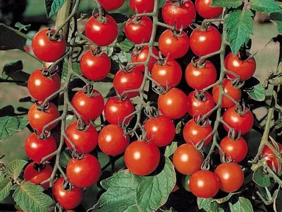 Ранние сорта томатов для теплиц