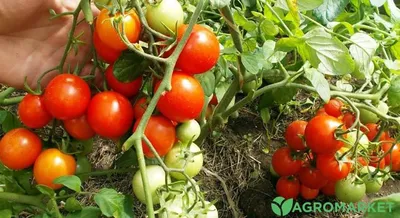 Безрассадные помидоры и способы выращивания - Agro-Market