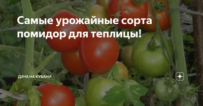 Самые урожайные сорта помидор для теплицы! | Дача на Кубани | Дзен