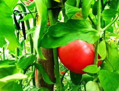 Без пасынкования и подвязок: самые лучшие сорта томатов для теплиц | Наша  Дача | Дзен