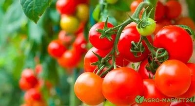 Самые урожайные сорта ранних томатов - Agro-Market24