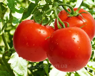 Семена томатов для теплиц Индетерминантные | Сравнить цены и купить на  Prom.ua