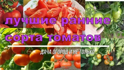 Сорта Томатов для Теплиц! ЛУЧШИЕ СОРТА РАННИХ ТОМАТОВ🍅МЯСИСТЫХ. Выбираем  семена помидор на 2020 год - YouTube