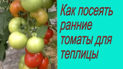 Сеем томаты для теплицы - что нужно знать ДО посева.. - YouTube