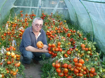 Какие семена томатов • Лучше купить, Самые хорошие помидоры