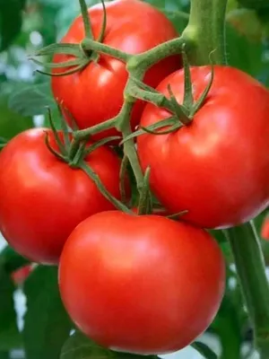 Биотехника Семена Томатов Нордика для теплицы помидор