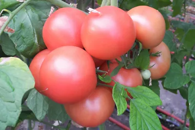 Ранние сорта томатов для теплиц и открытого грунта - Блог Агрикс