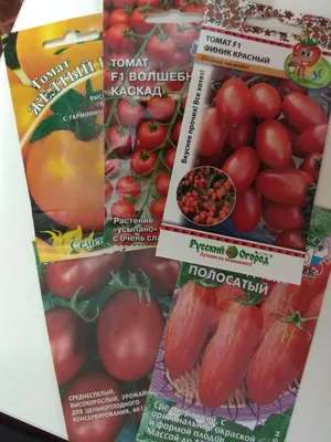 Рекомендую: мои любимые сорта томатов для теплицы - Рамблер/женский
