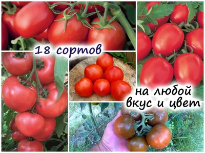 Всего помидоров! 28 впечатляющих сортов томатов для изучения