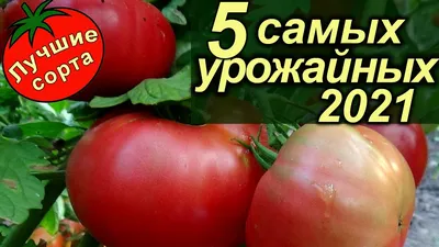 Цветные помидоры - тренд 2023 года. Лучшие сорта на нашем сайте.