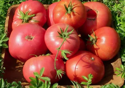 Самые урожайные сорта томатов для теплицы | tomatland.ru
