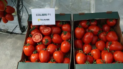 Лучшие сорта и гибриды томатов для теплиц - Agro Portal