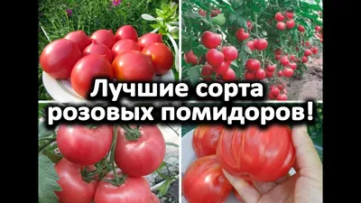 Лучшие сорта розовых помидоров! - YouTube