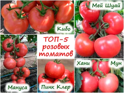 Томат Сызранская розовая ранняя, семена | ОГОРОД.сайт