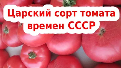 5 сортов розовых высокорослых томатов – высокоурожайные и устойчивые к  болезням