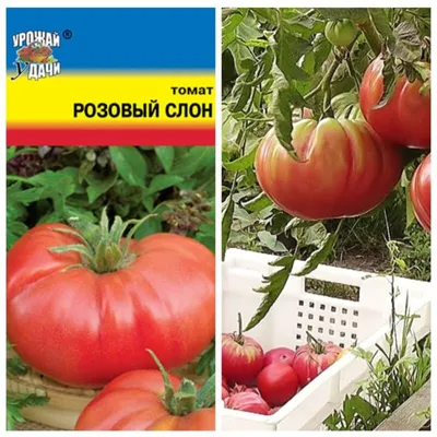Томат Розовый килограммовый • Описание, Фото, ОТЗЫВЫ(16), Семена