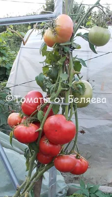 Томат Розовая Ляна, семена | ОГОРОД.сайт