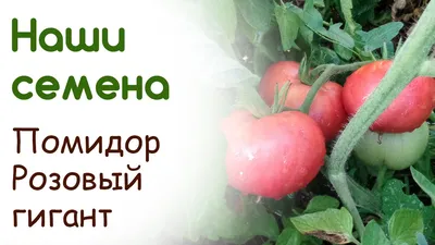 Помидоры розовые - отзывы покупателей на маркетплейсе Мегамаркет | Артикул:  100032146172