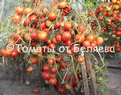 Розовые и малиновые сорта томатов | Экологически чистые семена от Светланы  Филипповой