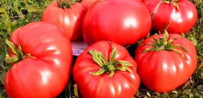Томат Розовый бриз • Описание, ОТЗЫВЫ, Фото, Семена, Купить