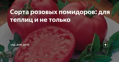 Томат «Бычье сердце» - розовый гигант с отличным вкусом | \"СЕМЕНА-БАЗА.РФ\"  интернет-магазин в Волгограде