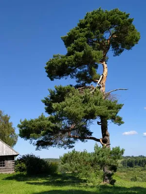 Лаборатория защиты растений МСХА
