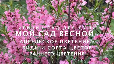 Цветы в корзине купить с доставкой Щёлково