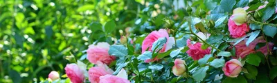 Сальвия цветок: фото, описание, сорта, выращивание, посадка, уход