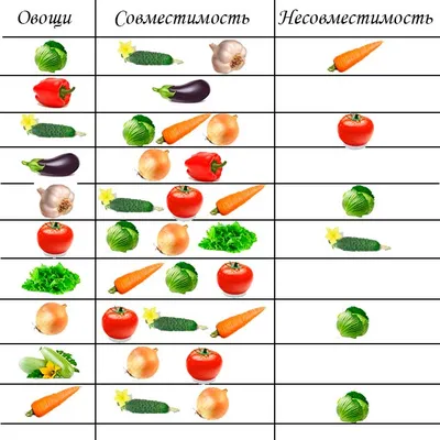 Соседство овощей на грядках - таблицы и правила севооборота