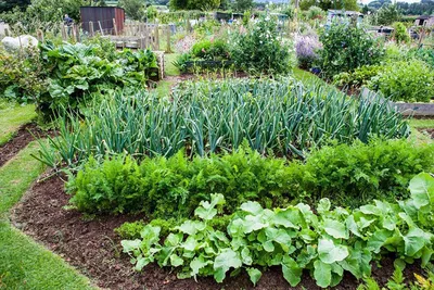 Соседство овощей на грядках: таблица совместимости растений