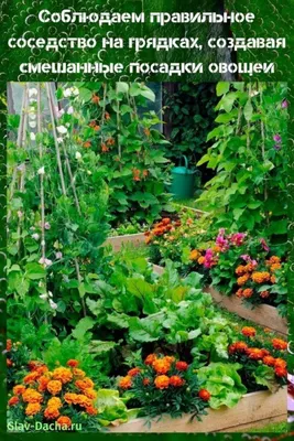 Соседство овощей на грядках - таблицы и правила севооборота