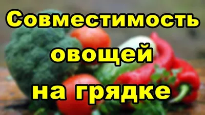 Совместимость овощей на грядке | Дачные советы - YouTube